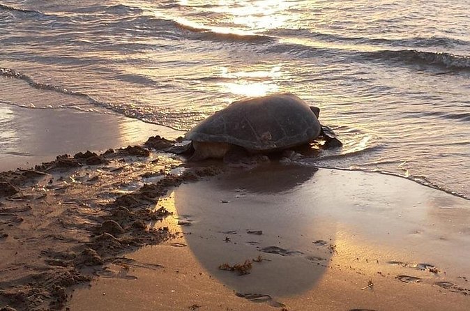 Night Turtle Nesting Tour from Tamarindo - Hatchlings, Green Pacific turtles, and rare Leatherbacks