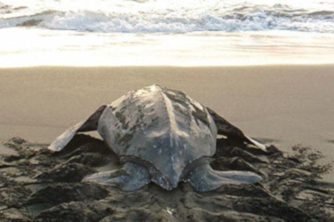 Night Turtle Nesting Tour from Tamarindo - The important question of crowd size and animal welfare