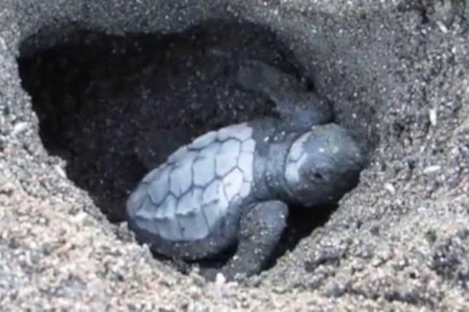 Night Turtle Nesting Tour from Tamarindo - How long the four hours really feels