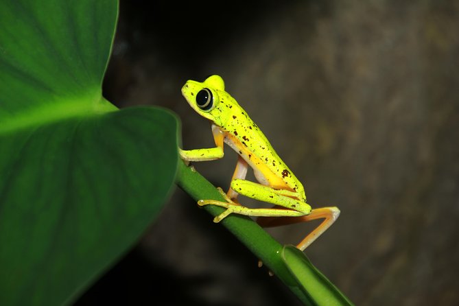 Night Walk Experience at Natura Eco Park, (frogs snakes mammals insects birds) - Key points at a glance