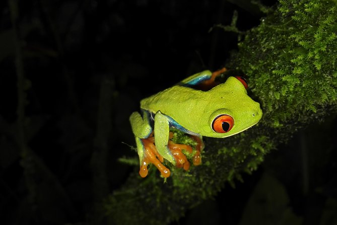 Night Walk Experience at Natura Eco Park, (frogs snakes mammals insects birds) - Why the forest feels different after 6:00 pm