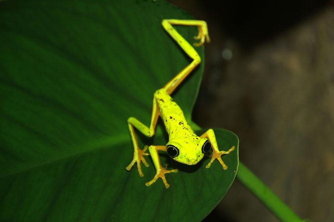 Night Walk Experience at Natura Eco Park, (frogs snakes mammals insects birds) - A two-hour outing with a few tradeoffs