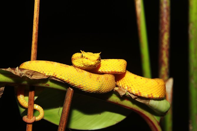 Night Walk Experience at Natura Eco Park, (frogs snakes mammals insects birds) - Frogs, snakes, and the smaller creatures