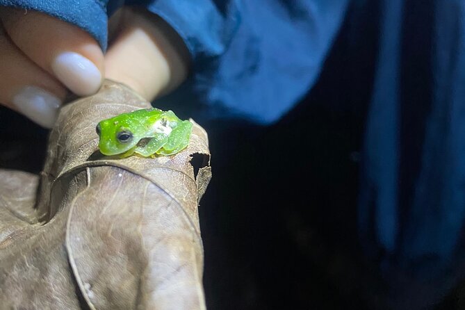 Night Walk Tour and Jungle Dinner in Jaco - A night walk that gets you off Jaco’s main strip