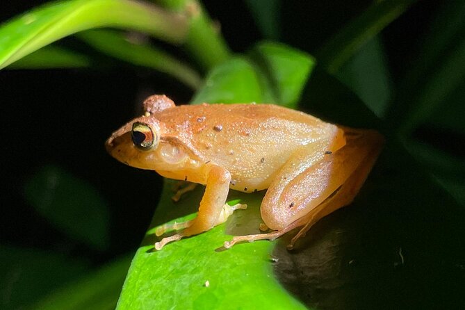 Night Walk Tour Monteverde - How to set your expectations