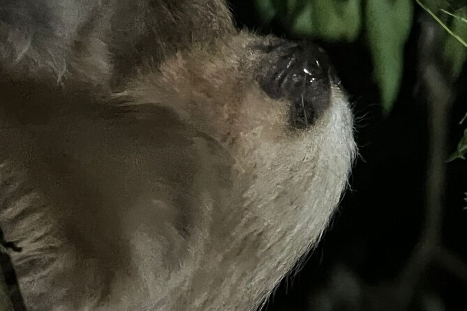 Night Walk Tour Monteverde - What you might see in two hours