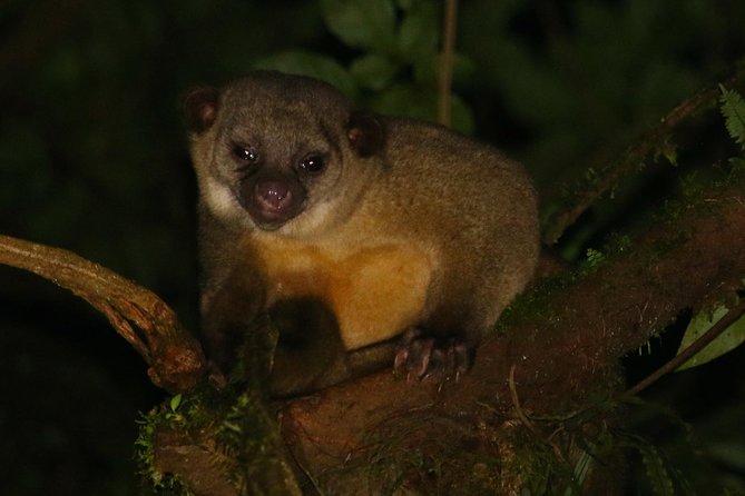 Nocturnal Walk in the Hanging Bridges - Is $66 a fair price?
