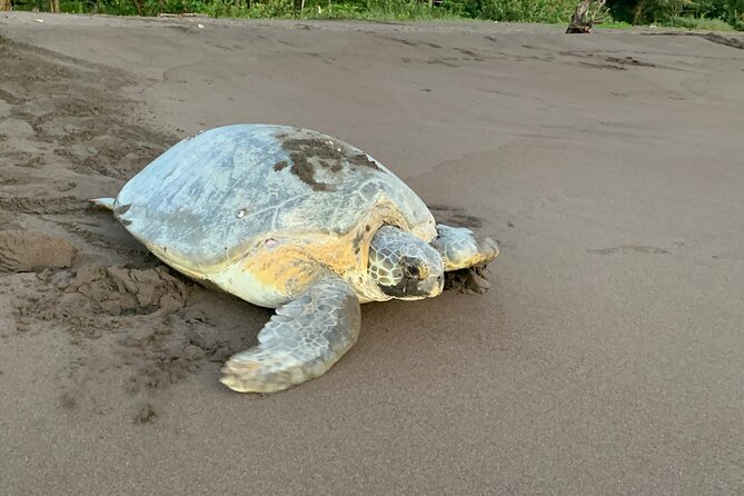 Observation of Turtles in their Natural Habitat in Tortuguero - Key points to know before booking