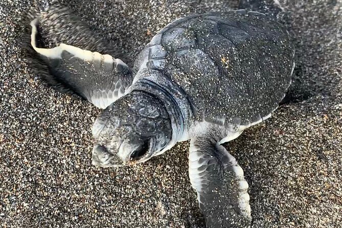 Observation of Turtles in their Natural Habitat in Tortuguero - Is $40 a fair price?