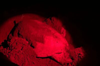 Observation of Turtles in their Natural Habitat in Tortuguero
