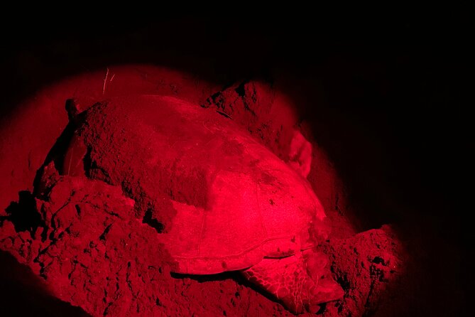Observation of Turtles in their Natural Habitat in Tortuguero - What you might see on the beach