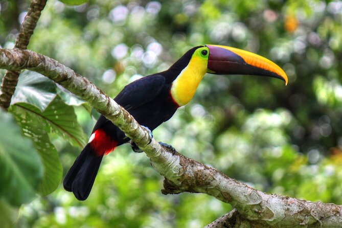 Pacheco Tours - 2 Days 1 Night in Corcovado Sirena From Drake Bay - What the lodging and meals are really like