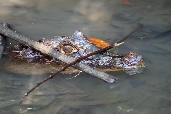 Paddle Through Paradise: Mangrove Kayak Adventure - What you may see in two hours