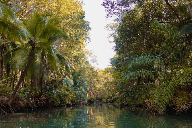 Paddle Through Paradise: Mangrove Kayak Adventure - Price, timing, and what the $55.20 includes