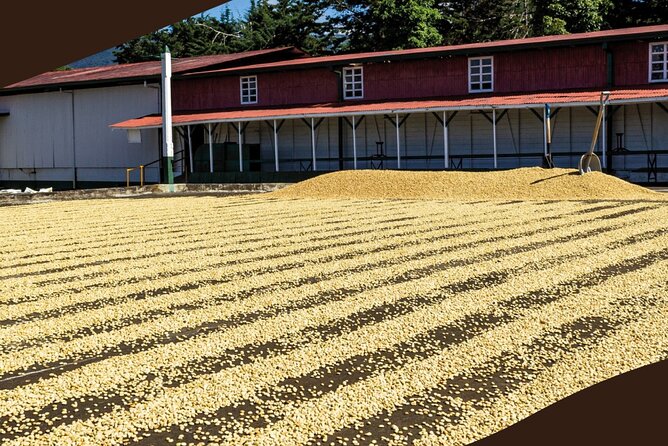 Poás Volcano and Coffee Tour with Tasting and La Paz Falls - Food is not included, so plan before sunrise