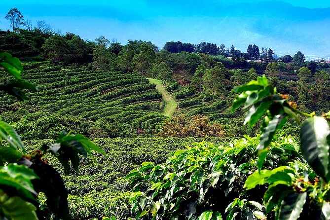 Poas Volcano + Coffee Plantations & La Paz Waterfall Gardens Trip from San Jose - Poás Volcano and the cloud forest
