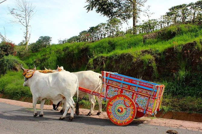 Poas Volcano + Coffee Plantations & La Paz Waterfall Gardens Trip from San Jose - Wildlife exhibits beyond the waterfalls
