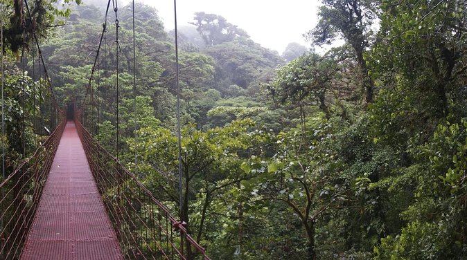 PRIVATE Guided Walk to the Monteverde Cloud Forest Preserve - Key points to know before you book
