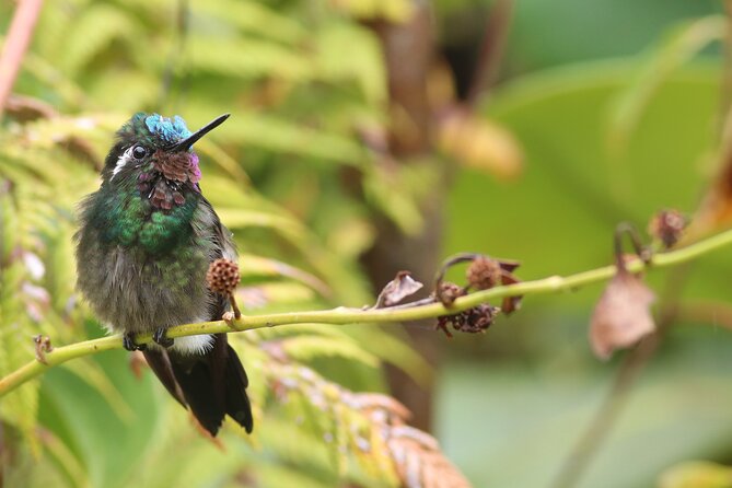 PRIVATE Guided Walk to the Monteverde Cloud Forest Preserve - Why a guide makes Monteverde easier to see