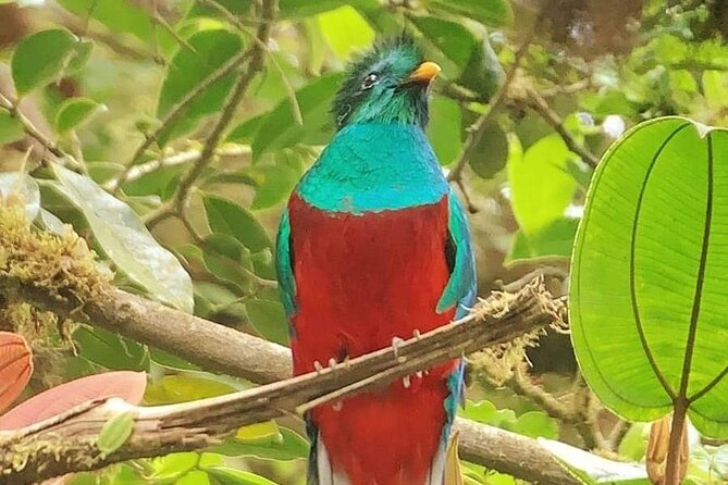 PRIVATE Guided Walk to the Monteverde Cloud Forest Preserve - The quetzal search and other wildlife