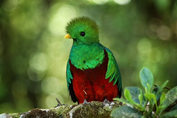PRIVATE Guided Walk to the Monteverde Cloud Forest Preserve - Is $68 a fair price?
