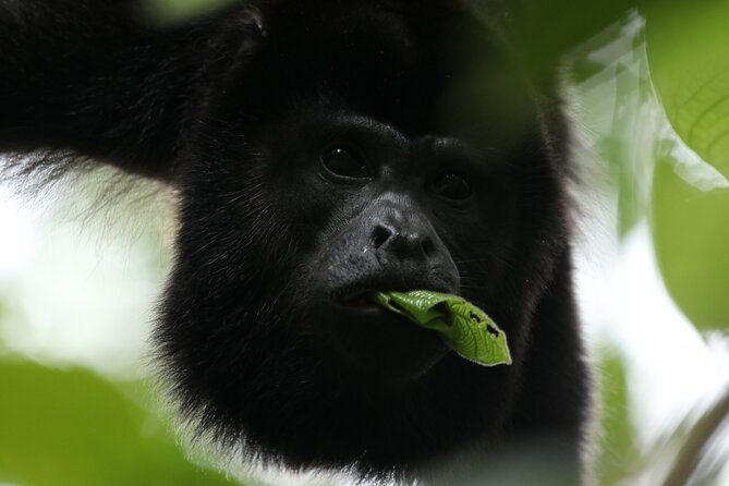 PRIVATE Guided Walk to the Monteverde Cloud Forest Preserve - Timing, transportation, and weather
