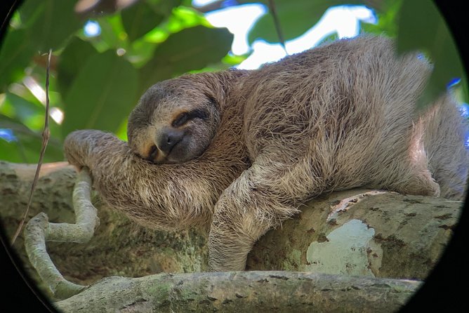 Private Guided Walking Tour in Hacienda Baru TICKET NOT included - The HD telescope turns your phone into a wildlife camera