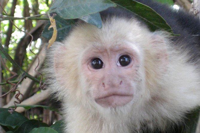 PRIVATE Palo Verde Boat Safari: Wildlife + Lunch Included - Key points to know before booking