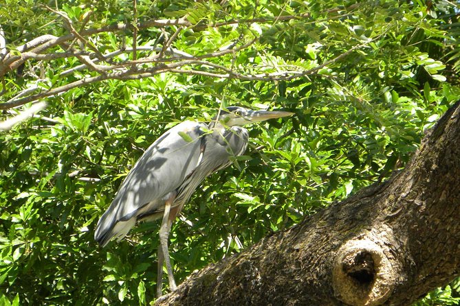 PRIVATE Palo Verde Boat Safari: Wildlife + Lunch Included - The two-hour Palo Verde riverboat safari