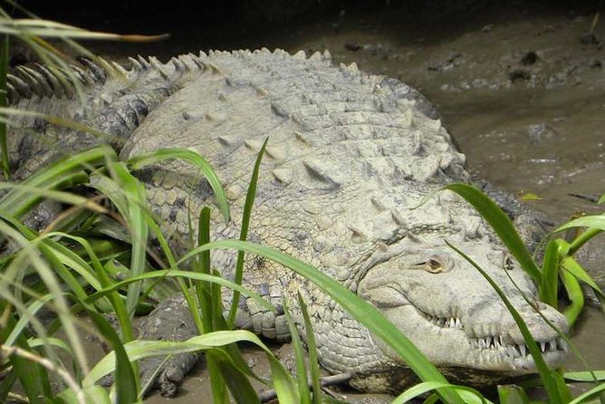 PRIVATE Palo Verde Boat Safari: Wildlife + Lunch Included - What makes the private format worth considering