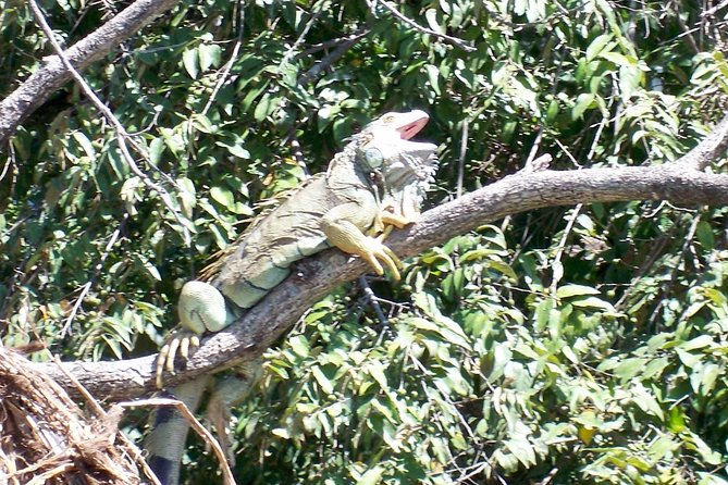 PRIVATE Palo Verde Boat Safari: Wildlife + Lunch Included - Lunch in Ortega adds a local touch