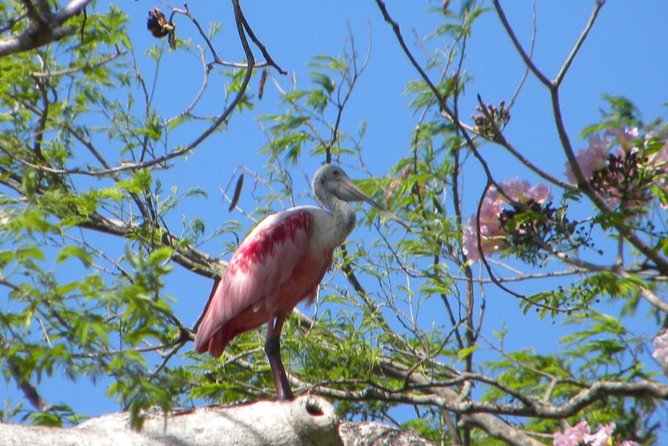 PRIVATE Palo Verde Boat Safari: Wildlife + Lunch Included - Guides, captains, and the quality of the day
