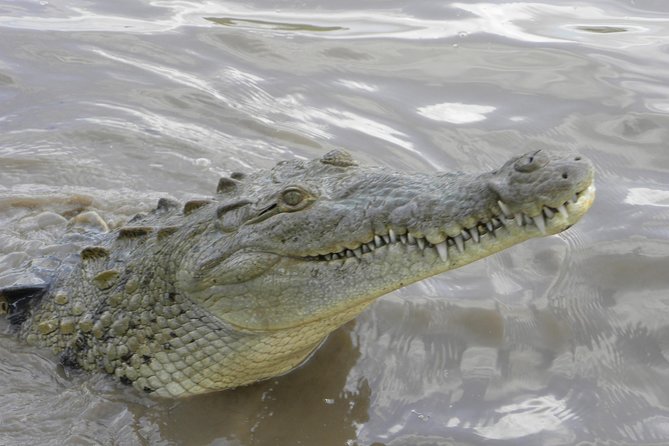 PRIVATE Palo Verde Boat Safari: Wildlife + Lunch Included - The early departure from Tamarindo