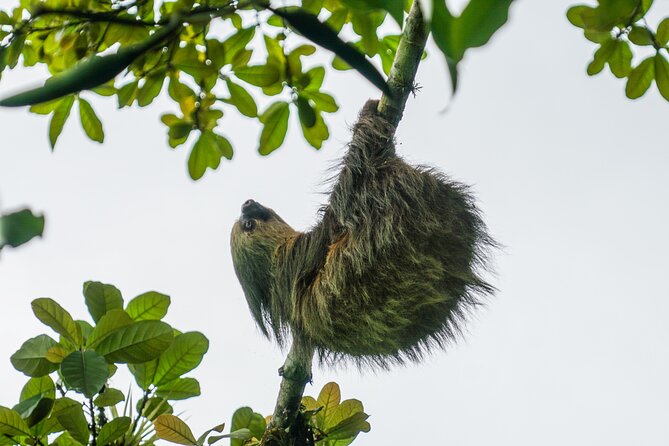 Pure Nature Safari River Float - A quiet alternative to La Fortuna’s busier outings