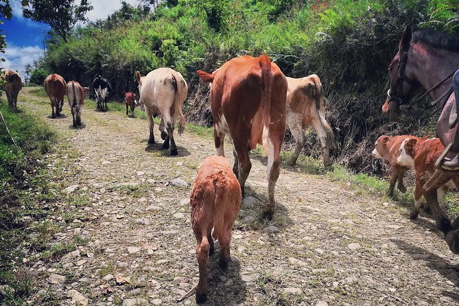 Queveri Horseback Riding Tours - Meeting the horses and moving through the farm