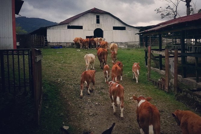 Queveri Horseback Riding Tours - The mountain road to Finca Queveri