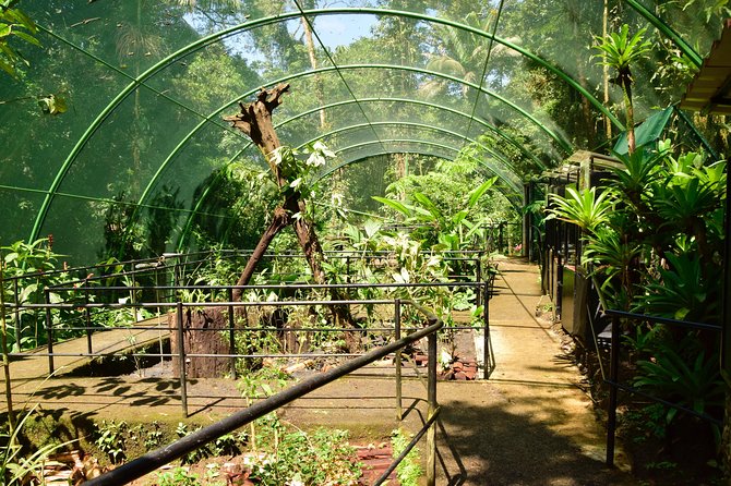 Rainforest Aerial Tram Half Day Pass – Braulio Carrillo Park - Butterflies, hummingbirds, orchids, and terrariums