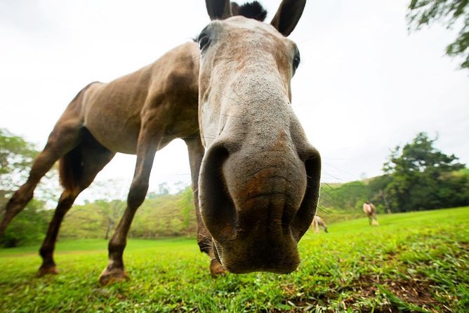 Rainforest Magic Horseback Riding Waterfall Tour Private Park Setting - Getting settled on a Costa Rican horse