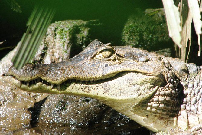 Relaxing Canoe Tour in Tortuguero - What the 6:00 to 9:00 AM start means for your day
