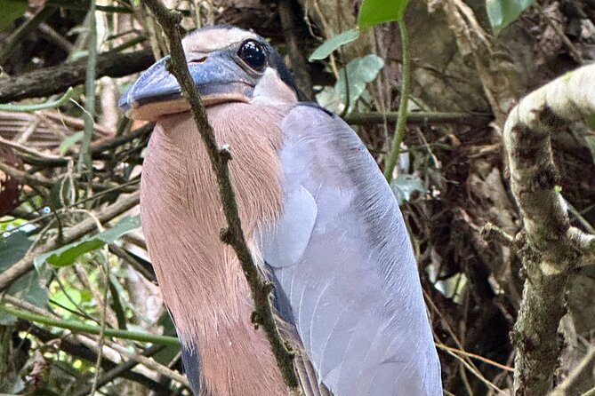 Relaxing Canoe Tour in Tortuguero - Is $30 a fair price for the experience?