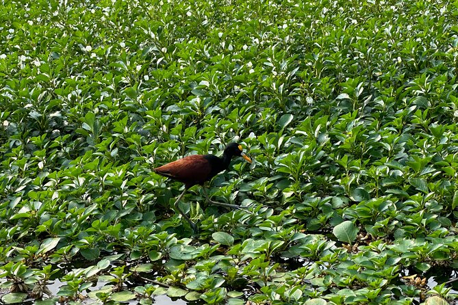 Relaxing Canoe Tour in Tortuguero - What you may and may not see