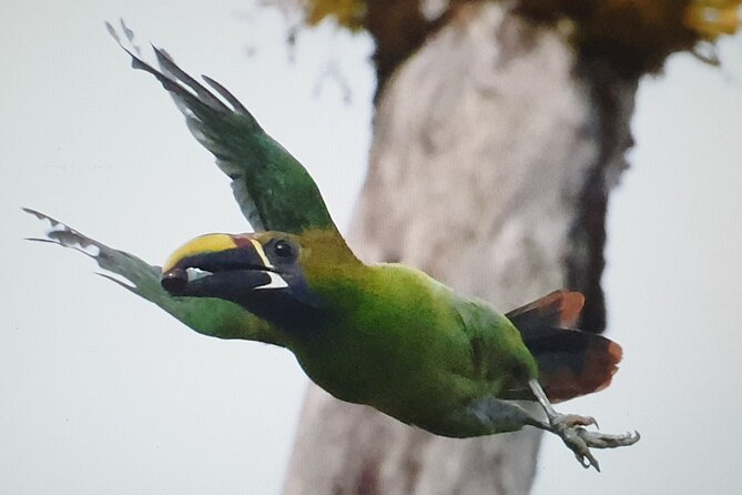Resplendent Quetzal-Tucans- Tropical Birdwatching Tour Monteverde - Key points before you book