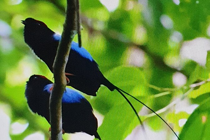 Resplendent Quetzal-Tucans- Tropical Birdwatching Tour Monteverde - A 6:00 am start gives you the best chance