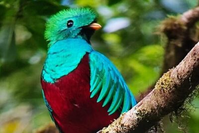 Resplendent Quetzal-Tucans- Tropical Birdwatching Tour Monteverde