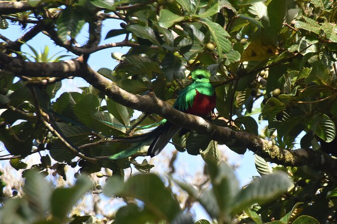 Resplendent Quetzal-Tucans- Tropical Birdwatching Tour Monteverde - What the guide adds to the experience