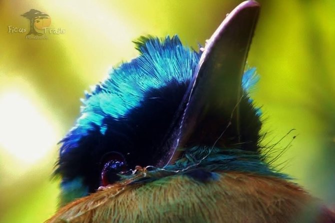 Resplendent Quetzal-Tucans- Tropical Birdwatching Tour Monteverde - Wildlife beyond the birds
