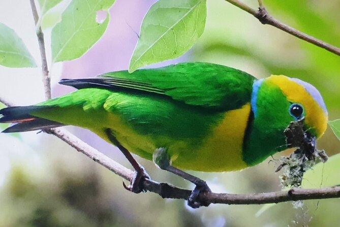 Resplendent Quetzal-Tucans- Tropical Birdwatching Tour Monteverde - The route may include more than one birding site