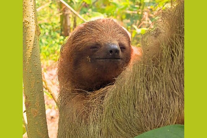 Rio Celeste Expedition – Sloths, Waterfalls & Nature's Magic - Coffee, chocolate, and a local family visit