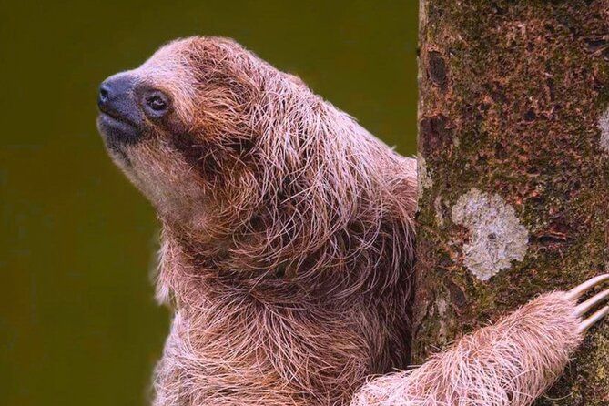 Rio Celeste Expedition – Sloths, Waterfalls & Nature's Magic - Is $188 a fair price?