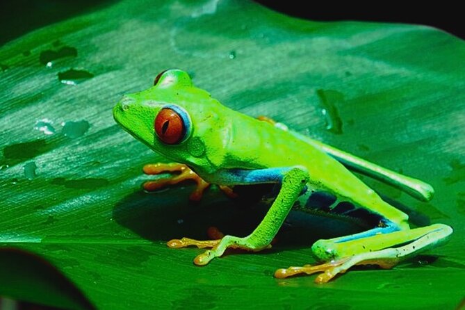 Rio Celeste Expedition – Sloths, Waterfalls & Nature's Magic - Who will enjoy this Costa Rica day trip?